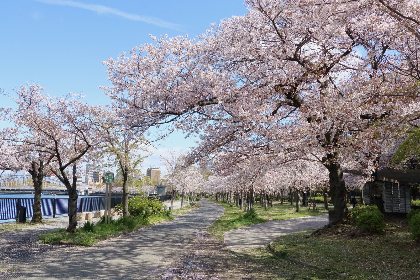 造幣局桜の通り抜けに行ってきました 山河彩時記