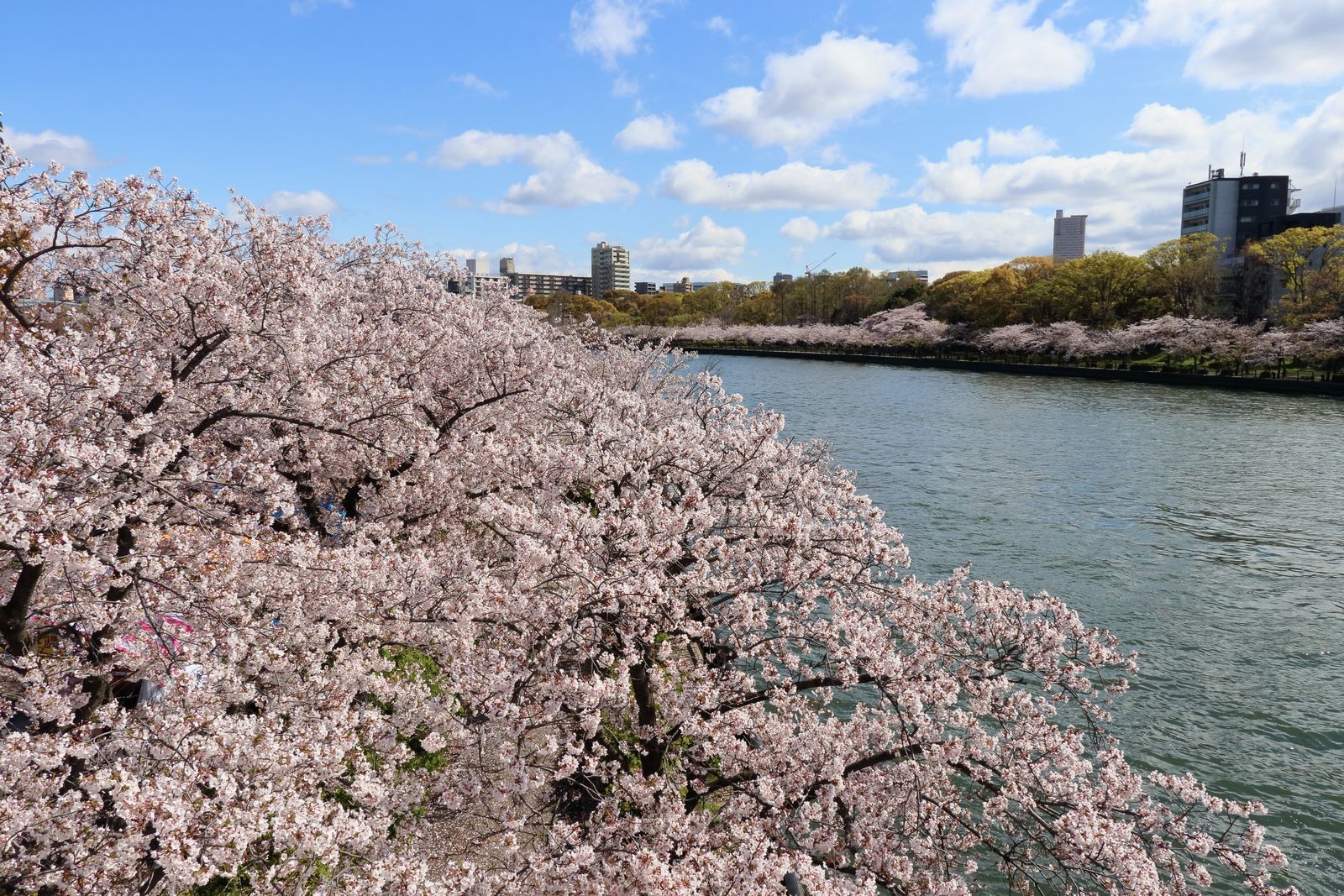 造幣局桜の通り抜けに行ってきました 山河彩時記