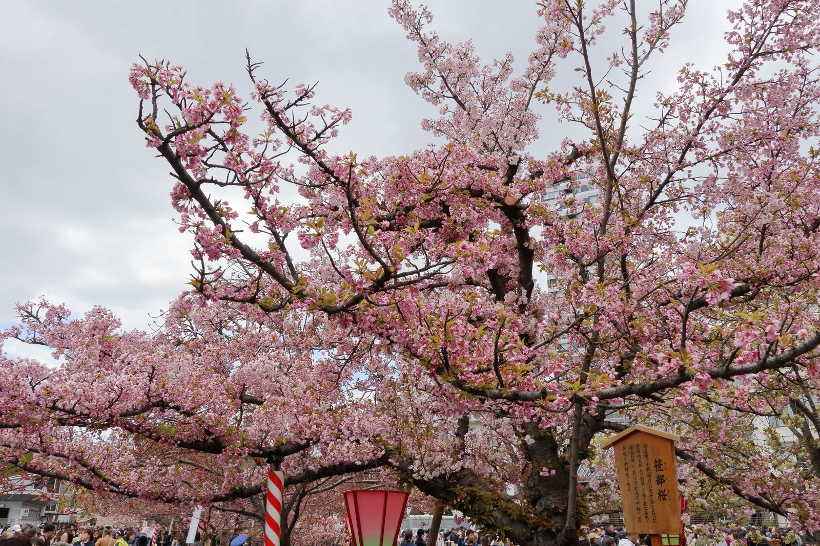 造幣局桜の通り抜けに行ってきました 山河彩時記