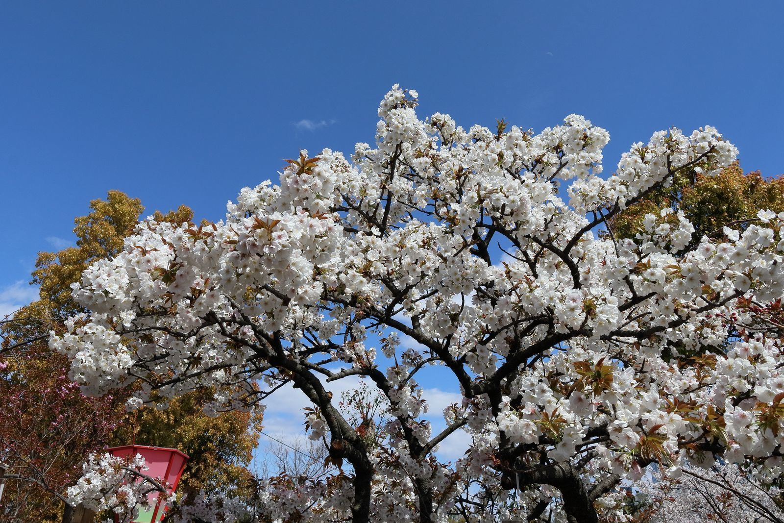 造幣局桜の通り抜けに行ってきました 山河彩時記